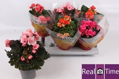 Begonia Double Mix 13Ø 30cm