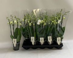 Phalaenopsis Inverness 12Ø 55cm 6st