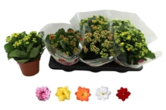 Kalanchoe Double Rosaline Mix 15Ø 27cm