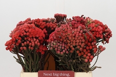 Brunia Laevis Red 40cm