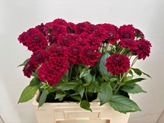 Dahlia Black Fox 60cm