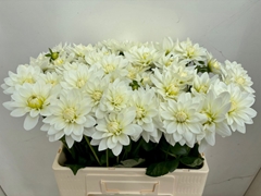 Dahlia Karma Maarten Zwaan 60cm
