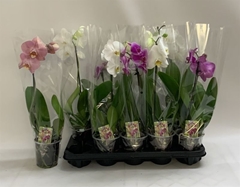 Phalaenopsis Mix 12Ø 55cm 1st