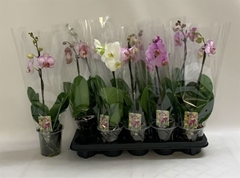 Phalaenopsis Mix 12Ø 55cm 1st