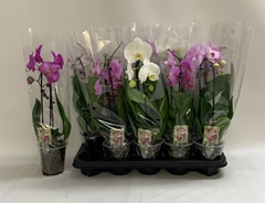 Phalaenopsis Cascade 12Ø 50cm 1st