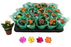 Kalanchoe Double Rosaline Mix 6Ø 12cm