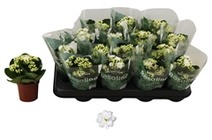 Kalanchoe Double Rosalina Don Dione 7Ø 15cm