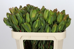 Leucadendron Laurel Yellow 70cm Spray