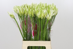 Nerine Bianca Perla 65cm