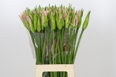 Nerine Sofie 70cm