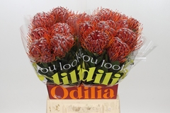 Leucospermum Scarlet Ribbon 50cm
