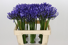 Agapanthus Uri 60cm