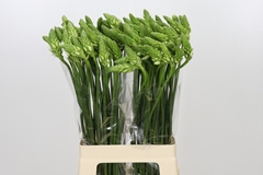 Ornithogalum Thyrsoides 70cm
