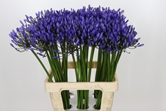 Agapanthus Uri 70cm