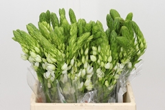 Ornithogalum Thyrsoides Milky Way 40cm