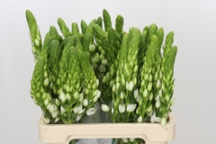 Ornithogalum Thyrsoides Milky Way 60cm