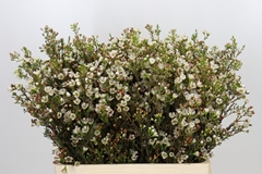 Chamelaucium Ziv 60cm 25gr.