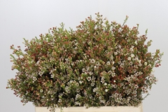 Chamelaucium Blondie 55cm 15gr.