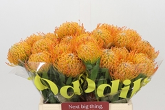 Leucospermum Ayoba Sun 40cm