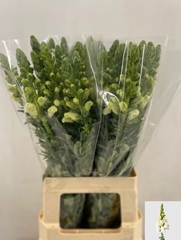 Antirrhinum Potomac Early White 70cm