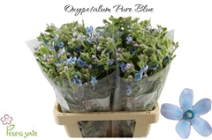Oxypetalum Tanioka Pure Blue 60cm
