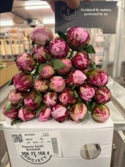 Paeonia Sarah Bernhardt 55cm