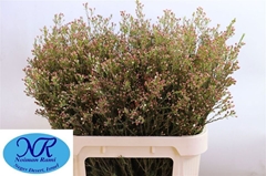 Chamelaucium Blondie 80cm 30gr.