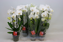 Phalaenopsis Cascade 12Ø 45cm 2st