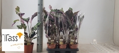 Calathea Fusion White 14Ø 55cm
