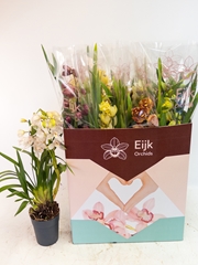 Cymbidium Mixed 14Ø 80cm 2st