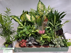 Houseplants Mix 8Ø 10cm