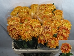 Chrysanth Single Bislet Bronze 80cm 95gr.