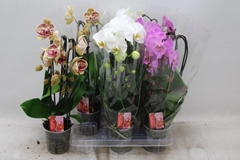 Phalaenopsis Cascade 12Ø 45cm 2st