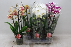 Phalaenopsis Cascade 12Ø 45cm 2st