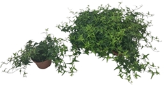 Hedera Helix Très Coupé 13Ø 40cm