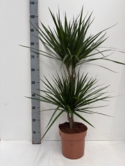Dracaena 21Ø 95cm