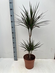 Dracaena Magenta 21Ø 95cm