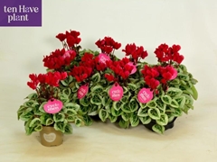 Cyclamen Super Serie Picasso 10Ø 27cm