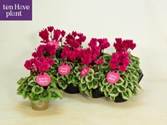 Cyclamen Super Serie Picasso 10Ø 25cm