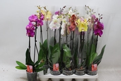 Phalaenopsis Mix 7 Colours 12Ø 60cm 2st