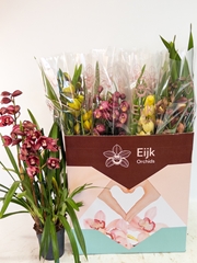 Cymbidium Mixed 14Ø 80cm 3st