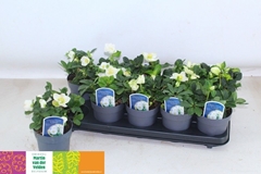 Helleborus Christmas Carol 12Ø 23cm