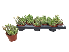Crassula Marnieriana 9Ø 10cm