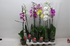 Phalaenopsis Mix 12Ø 70cm 1st