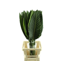 Strelitzia Reginae Leave 100cm