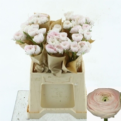 Ranunculus Success Hanoi 45cm 35gr.