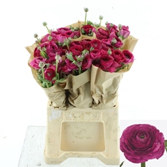Ranunculus Success Colorado 45cm 35gr.