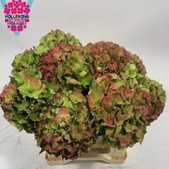 Hydrangea Royal Palace Classic 40cm 16-18cm Hd
