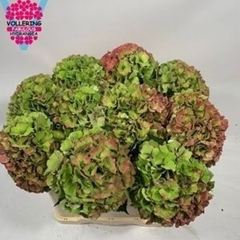 Hydrangea Royal Palace Classic 50cm 18-20cm Hd