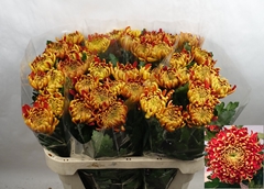 Chrysanth Single Tom Pearce 80cm 70gr.